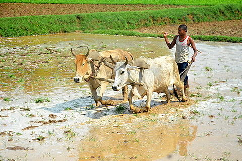 Agriculture: Paddy cultivation in Mirzapur